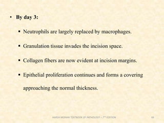 • By day 3:
 Neutrophils are largely replaced by macrophages.
 Granulation tissue invades the incision space.
 Collagen fibers are now evident at incision margins.
 Epithelial proliferation continues and forms a covering
approaching the normal thickness.
66
HARSH MOHAN TEXTBOOK OF PATHOLOGY – 7TH EDITION
 