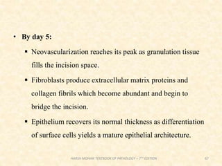 • By day 5:
 Neovascularization reaches its peak as granulation tissue
fills the incision space.
 Fibroblasts produce extracellular matrix proteins and
collagen fibrils which become abundant and begin to
bridge the incision.
 Epithelium recovers its normal thickness as differentiation
of surface cells yields a mature epithelial architecture.
67
HARSH MOHAN TEXTBOOK OF PATHOLOGY – 7TH EDITION
 