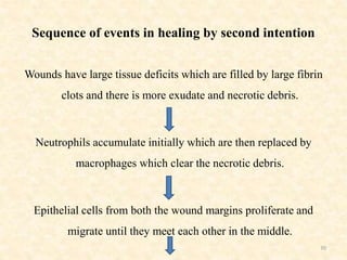 Sequence of events in healing by second intention
Wounds have large tissue deficits which are filled by large fibrin
clots and there is more exudate and necrotic debris.
Neutrophils accumulate initially which are then replaced by
macrophages which clear the necrotic debris.
Epithelial cells from both the wound margins proliferate and
migrate until they meet each other in the middle.
70
 