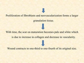 Proliferation of fibroblasts and neovascularization forms a larger
granulation tissue.
With time, the scar on maturation becomes pale and white which
is due to increase in collagen and decrease in vascularity.
Wound contracts to one-third to one-fourth of its original size.
71
 