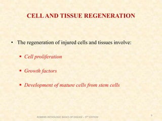CELLAND TISSUE REGENERATION
• The regeneration of injured cells and tissues involve:
 Cell proliferation
 Growth factors
 Development of mature cells from stem cells
9
ROBBINS PATHOLOGIC BASICS OF DISEASE – 9TH EDITION
 