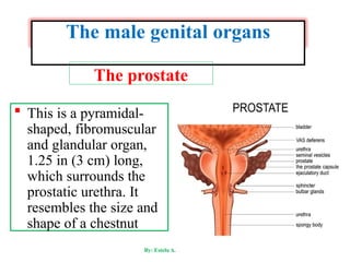 Prostate Chestnut Reproductive anatomy and physiology for nursing | PPTX