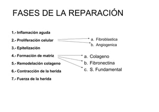 FASES DE LA REPARACIÓN

1.- Inflamación aguda

2.- Proliferación celular         a. Fibroblastica
                                  b. Angiogenica
3.- Epitelización

4.- Formación de matriz        a. Colageno
5.- Remodelación colageno      b. Fibronectina
6.- Contracción de la herida   c. S. Fundamental

7.- Fuerza de la herida
 
