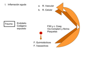 I. Inflamación aguda
                           a. R. Vascular
                           b. R. Celular




Trauma     Endotelio
           Colágeno                 FXII y c. Coag
           expuesto                 Vía Complem y fibrina
                                    Plaquetas
                             +



                       F. Quimiotácticos
                       F. Vasoactivos
 