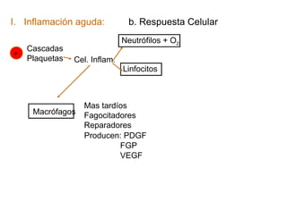 I. Inflamación aguda:           b. Respuesta Celular
                               Neutrófilos + O2
    Cascadas
+
    Plaquetas   Cel. Inflam.
                               Linfocitos



                  Mas tardíos
     Macrófagos   Fagocitadores
                  Reparadores
                  Producen: PDGF
                           FGP
                           VEGF
 
