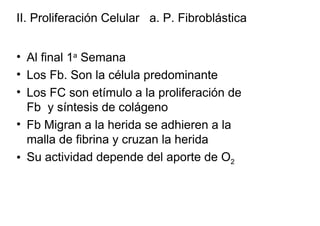 II. Proliferación Celular a. P. Fibroblástica


• Al final 1a Semana
• Los Fb. Son la célula predominante
• Los FC son etímulo a la proliferación de
  Fb y síntesis de colágeno
• Fb Migran a la herida se adhieren a la
  malla de fibrina y cruzan la herida
• Su actividad depende del aporte de O2
 