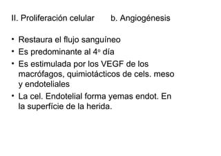 II. Proliferación celular   b. Angiogénesis

• Restaura el flujo sanguíneo
• Es predominante al 4o día
• Es estimulada por los VEGF de los
  macrófagos, quimiotácticos de cels. meso
  y endoteliales
• La cel. Endotelial forma yemas endot. En
  la superfície de la herida.
 