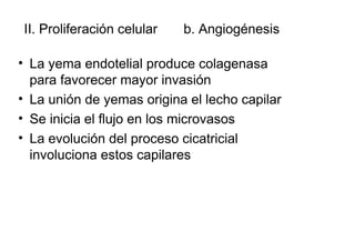 II. Proliferación celular   b. Angiogénesis

• La yema endotelial produce colagenasa
  para favorecer mayor invasión
• La unión de yemas origina el lecho capilar
• Se inicia el flujo en los microvasos
• La evolución del proceso cicatricial
  involuciona estos capilares
 