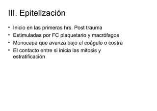III. Epitelización
•   Inicio en las primeras hrs. Post trauma
•   Estimuladas por FC plaquetario y macrófagos
•   Monocapa que avanza bajo el coágulo o costra
•   El contacto entre si inicia las mitosis y
    estratificación
 