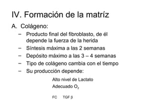 IV. Formación de la matríz
A. Colágeno:
  – Producto final del fibroblasto, de él
    depende la fuerza de la herida
  – Síntesis máxima a las 2 semanas
  – Depósito máximo a las 3 – 4 semanas
  – Tipo de colágeno cambia con el tiempo
  – Su producción depende:
               Alto nivel de Lactato
               Adecuado O2

               FC   TGF β
 