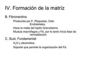 IV. Formación de la matríz
B. Fibronectina
     Producida por F, Plaquetas, Cels.
                  Endoteliales.
     Hace la malla del tejido Granulatorio
     Mudula macrófagos y Fb, por lo tanto inicia fase de
                  remodelación
C. Sust. Fundamental
     H2O y electrolitos.
     Soporte que permite la organización del Fb.
 