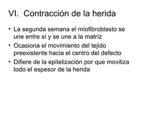 VI. Contracción de la herida
• La segunda semana el míofibroblasto se
  une entre sí y se une a la matríz
• Ocasiona el movimiento del tejido
  preexistente hacia el centro del defecto
• Difiere de la epitelización por que moviliza
  todo el espesor de la herida
 