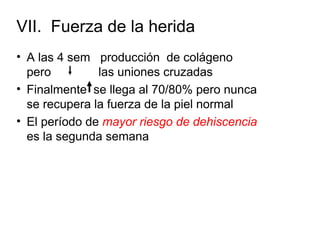VII. Fuerza de la herida
• A las 4 sem producción de colágeno
  pero         las uniones cruzadas
• Finalmente se llega al 70/80% pero nunca
  se recupera la fuerza de la piel normal
• El período de mayor riesgo de dehiscencia
  es la segunda semana
 