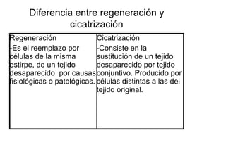 Diferencia entre regeneración y
               cicatrización
Regeneración                Cicatrización
-Es el reemplazo por        -Consiste en la
células de la misma         sustitución de un tejido
estirpe, de un tejido       desaparecido por tejido
desaparecido por causas conjuntivo. Producido por
fisiológicas o patológicas. células distintas a las del
                            tejido original.
 
