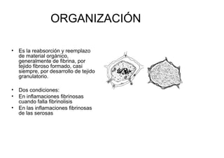 ORGANIZACIÓN

• Es la reabsorción y reemplazo
  de material orgánico,
  generalmente de fibrina, por
  tejido fibroso formado, casi
  siempre, por desarrollo de tejido
  granulatorio.

• Dos condiciones:
• En inflamaciones fibrinosas
  cuando falla fibrinolisis
• En las inflamaciones fibrinosas
  de las serosas
 
