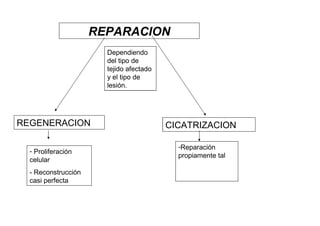 REPARACION
                       Dependiendo
                       del tipo de
                       tejido afectado
                       y el tipo de
                       lesión.




REGENERACION                             CICATRIZACION

                                           -Reparación
  - Proliferación
                                           propiamente tal
  celular
  - Reconstrucción
  casi perfecta
 
