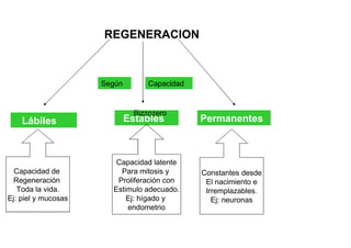 REGENERACION



                     Según         Capacidad


                               Bizzozero
    Lábiles                  Estables          Permanentes



                        Capacidad latente
  Capacidad de           Para mitosis y        Constantes desde
  Regeneración          Proliferación con       El nacimiento e
   Toda la vida.       Estimulo adecuado.       Irremplazables.
Ej: piel y mucosas         Ej: hígado y           Ej: neuronas
                           endometrio
 