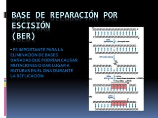 BASE DE REPARACIÓN POR
ESCISIÓN
(BER)
• ES IMPORTANTE PARA LA
ELIMINACIÓN DE BASES
DAÑADASQUE PODRÍANCAUSAR
MUTACIONESO DAR LUGAR A
RUTURAS EN EL DNA DURANTE
LA REPLICACIÓN
 