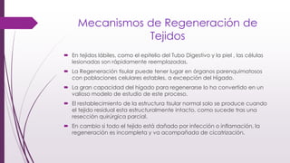 Mecanismos de Regeneración de
Tejidos
 En tejidos lábiles, como el epitelio del Tubo Digestivo y la piel , las células
lesionadas son rápidamente reemplazadas.
 La Regeneración tisular puede tener lugar en órganos parenquimatosos
con poblaciones celulares estables, a excepción del Hígado.
 La gran capacidad del hígado para regenerarse lo ha convertido en un
valioso modelo de estudio de este proceso.
 El restablecimiento de la estructura tisular normal solo se produce cuando
el tejido residual esta estructuralmente intacto, como sucede tras una
resección quirúrgica parcial.
 En cambio si todo el tejido está dañado por infección o inflamación, la
regeneración es incompleta y va acompañada de cicatrización.
 