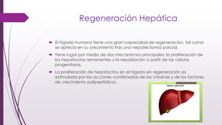 Regeneración Hepática
 El hígado humano tiene una gran capacidad de regeneración, tal como
se aprecia en su crecimiento tras una hepatectomía parcial.
 Tiene lugar por medio de dos mecanismos principales: la proliferación de
los hepatocitos remanentes y la repoblación a partir de las células
progenitoras.
 La proliferación de hepatocitos en el hígado en regeneración es
estimulada por las acciones combinadas de las citosinas y de los factores
de crecimiento polipeptídicos.
 