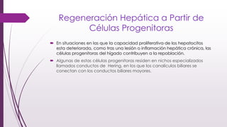 Regeneración Hepática a Partir de
Células Progenitoras
 En situaciones en las que la capacidad proliferativa de los hepatocitos
esta deteriorada, como tras una lesión o inflamación hepática crónica, las
células progenitoras del hígado contribuyen a la repoblación.
 Algunas de estas células progenitoras residen en nichos especializados
llamados conductos de Hering, en los que los canalículos biliares se
conectan con los conductos biliares mayores.
 
