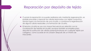 Reparación por depósito de tejido
 Cuando la reparación no puede realizarse solo mediante regeneración, es
posible proceder a reponer las células lesionadas con tejido conjuntivo,
dando lugar a la formación de una cicatriz, o combinar la regeneración
de alguna célula residuales y la formación de cicatriz.
 El termino cicatriz se usa con mayor frecuencia en relación con la
cicatrización de heridas en la piel, aunque también se emplea para
describir la sustitución de células parenquimatosas en cualquier tejido por
colágeno, como sucede en el corazón después de un infarto de
miocardio.
 