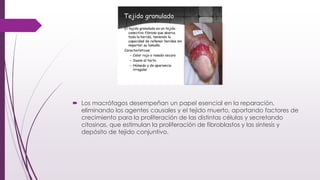  Los macrófagos desempeñan un papel esencial en la reparación,
eliminando los agentes causales y el tejido muerto, aportando factores de
crecimiento para la proliferación de las distintas células y secretando
citosinas, que estimulan la proliferación de fibroblastos y las síntesis y
depósito de tejido conjuntivo.
 