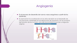 Angiogenia
 Es el proceso de desarrollo de nuevos vasos sanguíneos a partir de los
existentes.
 Es esencial en la cicatrización en los sitios de lesión en el desarrollo de
circulaciones colaterales en localizaciones de isquemia y en el aumento
del tamaño de los tumores, mas allá de las limitaciones de su irrigación
original.
 
