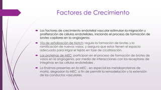 Factores de Crecimiento
 Los factores de crecimiento endotelial vascular estimulan la migración y
proliferación de células endoteliales, iniciando el proceso de formación de
brotes capilares en la angiogenia.
 Vía de señalización de Notch: regula la formación de brotes y la
ramificación de nuevos vasos, y asegura que estos tienen el espacio
adecuado para irrigar el tejido en fase de cicatrización.
 Las proteínas de MEC: participan en el proceso de formación de brotes de
vasos en la angiogenia, por medio de interacciones con los receptores de
integrinas en las células endoteliales .
 La Enzimas presentes en la MEC , en especial las metaloproteínas de
matriz, degradan la MEC, a fin de permitir la remodelación y la extensión
de los conductos vasculares.
 