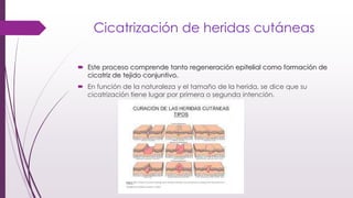 Cicatrización de heridas cutáneas
 Este proceso comprende tanto regeneración epitelial como formación de
cicatriz de tejido conjuntivo.
 En función de la naturaleza y el tamaño de la herida, se dice que su
cicatrización tiene lugar por primera o segunda intención.
 