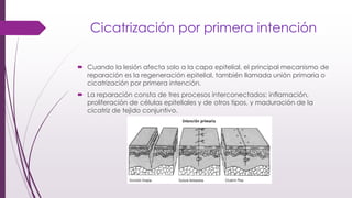 Cicatrización por primera intención
 Cuando la lesión afecta solo a la capa epitelial, el principal mecanismo de
reparación es la regeneración epitelial, también llamada unión primaria o
cicatrización por primera intención.
 La reparación consta de tres procesos interconectados: inflamación,
proliferación de células epiteliales y de otros tipos, y maduración de la
cicatriz de tejido conjuntivo.
 