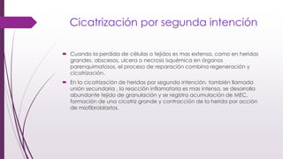 Cicatrización por segunda intención
 Cuando la perdida de células o tejidos es mas extensa, como en heridas
grandes, abscesos, ulcera o necrosis isquémica en órganos
parenquimatosos, el proceso de reparación combina regeneración y
cicatrización.
 En la cicatrización de heridas por segunda intención, también llamada
unión secundaria , la reacción inflamatoria es mas intensa, se desarrolla
abundante tejido de granulación y se registra acumulación de MEC,
formación de una cicatriz grande y contracción de la herida por acción
de miofibroblastos.
 