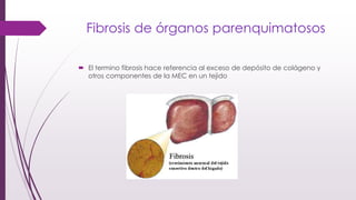 Fibrosis de órganos parenquimatosos
 El termino fibrosis hace referencia al exceso de depósito de colágeno y
otros componentes de la MEC en un tejido
 
