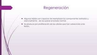 Regeneración
 Algunos tejidos son capaces de reemplazar los componentes dañados y,
esencialmente , de recuperar el estado normal.
 Se produce por proliferación de las células que han sobrevivido a las
lesión.
 