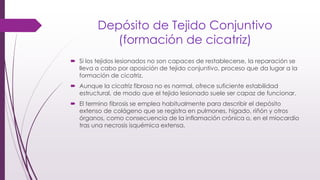 Depósito de Tejido Conjuntivo
(formación de cicatriz)
 Si los tejidos lesionados no son capaces de restablecerse, la reparación se
lleva a cabo por aposición de tejido conjuntivo, proceso que da lugar a la
formación de cicatriz.
 Aunque la cicatriz fibrosa no es normal, ofrece suficiente estabilidad
estructural, de modo que el tejido lesionado suele ser capaz de funcionar.
 El termino fibrosis se emplea habitualmente para describir el depósito
extenso de colágeno que se registra en pulmones, hígado, riñón y otros
órganos, como consecuencia de la inflamación crónica o, en el miocardio
tras una necrosis isquémica extensa.
 
