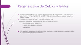 Regeneración de Células y tejidos
 Implica proliferación celular, promovida por factores de crecimiento y estrechamente
dependiente de la integridad de la MEC y el desarrollo de células maduras a partir de
células madre.
 Proliferación celular: señales y mecanismo de control
* Durante la reparación tisular proliferan distintos tipos de células:
- Residuos de tejidos lesionados.
- Células endoteliales vasculares
- Fibroblastos
 La capacidad de los tejidos para reparase a si mismos viene determinada, en parte, por
su capacidad regenerativa intrínseca.
 
