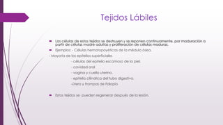Tejidos Lábiles
 Las células de estos tejidos se destruyen y se reponen continuamente, por maduración a
partir de células madre adultas y proliferación de células maduras.
 Ejemplos: - Células hematopoyéticas de la médula ósea.
- Mayoría de los epitelios superficiales
- células del epitelio escamoso de la piel.
- cavidad oral
- vagina y cuello uterino.
- epitelio cilíndrico del tubo digestivo.
-útero y trompas de Falopio
 Estos tejidos se pueden regenerar después de la lesión.
 