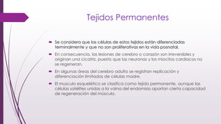 Tejidos Permanentes
 Se considera que las células de estos tejidos están diferenciadas
terminalmente y que no son proliferativas en la vida posnatal.
 En consecuencia, las lesiones de cerebro o corazón son irreversibles y
originan una cicatriz, puesto que las neuronas y los miocitos cardiacos no
se regeneran.
 En algunas áreas del cerebro adulto se registran replicación y
diferenciación limitadas de células madre.
 El musculo esquelético se clasifica como tejido permanente, aunque las
células satélites unidas a la vaina del endomisio aportan cierta capacidad
de regeneración del músculo.
 