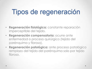 Tipos de regeneración
• Regeneración fisiológica: constante reparación
imperceptible del tejido.
• Regeneración compensatoria: ocurre ante
enfermedad o proceso quirúrgico (tejido del
parénquima y fibroso).
• Regeneración patológica: ante proceso patológico
remplazo del tejido del parénquima solo por tejido
fibroso.

 
