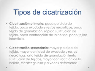 Tipos de cicatrización
• Cicatrización primaria: poca perdida de
tejido, poco exudado y restos necróticos, poco
tejido de granulación, rápida sustitución de
tejido, poca contracción de la herida, poco tejido
intersticial.
• Cicatrización secundaria: mayor perdida de
tejido, mayor cantidad de exudado y restos
necróticos, arto tejido de granulación lenta
sustitución de tejidos, mayor contracción de la
herida, cicatriz gruesa y a veces deformada.

 
