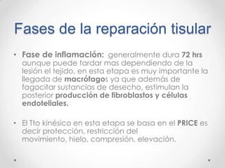 Fases de la reparación tisular
• Fase de inflamación: generalmente dura 72 hrs

aunque puede tardar mas dependiendo de la
lesión el tejido, en esta etapa es muy importante la
llegada de macrófagos ya que además de
fagocitar sustancias de desecho, estimulan la
posterior producción de fibroblastos y células
endoteliales.

• El Tto kinésico en esta etapa se basa en el PRICE es
decir protección, restricción del
movimiento, hielo, compresión, elevación.

 