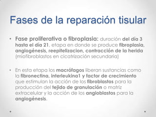 Fases de la reparación tisular
• Fase proliferativa o fibroplasia: duración del día 3

hasta el día 21, etapa en donde se produce fibroplasia,
angiogénesis, reepitelizacion, contracción de la herida
(miofibroblastos en cicatrización secundaria)

• En esta etapa los macrófagos liberan sustancias como
la fibronectina, interleukina1 y factor de crecimiento
que estimulan la acción de los fibroblastos para la
producción del tejido de granulación o matriz
extracelular y la acción de los angioblastos para la
angiogénesis.

 