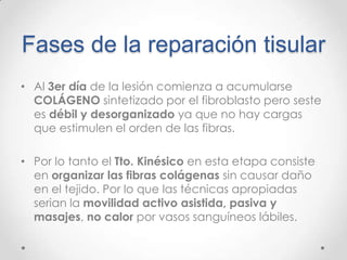 Fases de la reparación tisular
• Al 3er día de la lesión comienza a acumularse
COLÁGENO sintetizado por el fibroblasto pero seste
es débil y desorganizado ya que no hay cargas
que estimulen el orden de las fibras.
• Por lo tanto el Tto. Kinésico en esta etapa consiste
en organizar las fibras colágenas sin causar daño
en el tejido. Por lo que las técnicas apropiadas
serian la movilidad activo asistida, pasiva y
masajes, no calor por vasos sanguíneos lábiles.

 