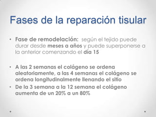Fases de la reparación tisular
• Fase de remodelación: según el tejido puede

durar desde meses a años y puede superponerse a
la anterior comenzando el día 15

• A las 2 semanas el colágeno se ordena
aleatoriamente, a las 4 semanas el colágeno se
ordena longitudinalmente llenando el sitio
• De la 3 semana a la 12 semana el colágeno
aumenta de un 20% a un 80%

 
