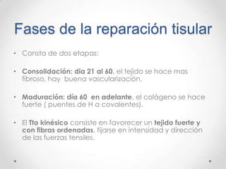 Fases de la reparación tisular
• Consta de dos etapas:
• Consolidación: dia 21 al 60, el tejido se hace mas
fibroso, hay buena vascularización.

• Maduración: día 60 en adelante, el colágeno se hace
fuerte ( puentes de H a covalentes).
• El Tto kinésico consiste en favorecer un tejido fuerte y
con fibras ordenadas, fijarse en intensidad y dirección
de las fuerzas tensiles.

 