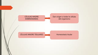 CÉLULAS MADRE
EMBRIONARIAS
CÉLULAS MADRE TISULARES
Dan origen a todas la células
del organismo
Homeostasis tisular
 