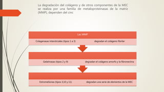 La degradación del colágeno y de otros componentes de la MEC
se realiza por una familia de metaloproteinasas de la matriz
(MMP), dependen del cinc
Estromelisinas (tipos 3,10 y 11) degradan una serie de elementos de la MEC
Gelatinasas (tipos 2 y 9) degradan el colágeno amorfo y la fibronectina
Las MMP
Colagenasas intersticiales (tipos 1 a 3) degradan el colágeno fibrilar
 