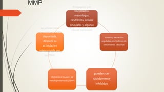 MMP Producidos por
fibroblastos,
macrófagos,
neutrófilos, células
sinoviales y algunas
células epiteliales
síntesis y secreción
reguladas por factores de
crecimiento, citocinas
pueden ser
rápidamente
inhibidas
inhibidores tisulares de
metaloproteinasas (TIMP)
se activan para
remodelar la MEC
depositada,
después su
actividad es
interrumpida por
los TIMP.
 