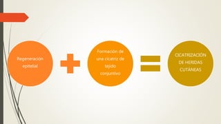 Regeneración
epitelial
Formación de
una cicatriz de
tejido
conjuntivo
CICATRIZACIÓN
DE HERIDAS
CUTÁNEAS
 
