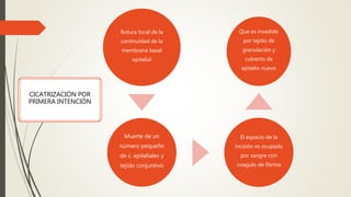 Rotura focal de la
continuidad de la
membrana basal
epitelial
Muerte de un
número pequeño
de c. epiteliales y
tejido conjuntivo
El espacio de la
incisión es ocupado
por sangre con
coagulo de fibrina
Que es invadido
por tejido de
granulación y
cubierto de
epitelio nuevo
CICATRIZACIÓN POR
PRIMERA INTENCIÓN
 